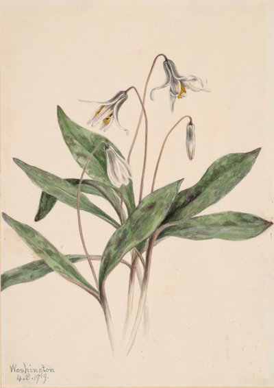 White Troutlily Erythronium albidum, 1919. de Mary Vaux Walcott