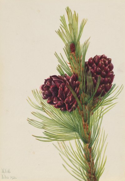 Pinheiro-branco (Pinus albicaulis) de Mary Vaux Walcott