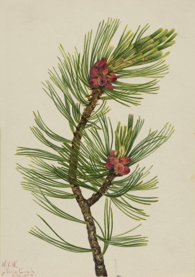 Pinheiro-branco (Pinus albicaulis) de Mary Vaux Walcott