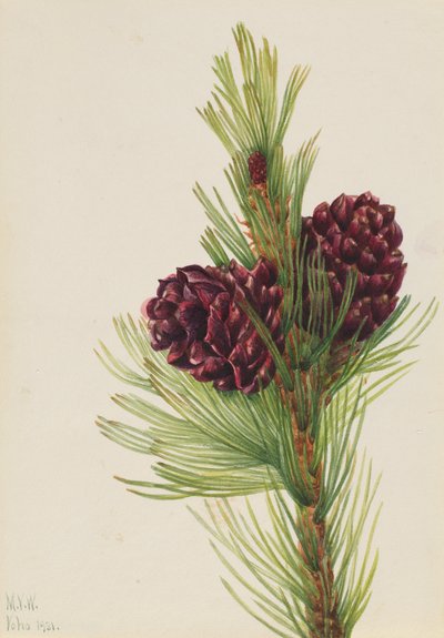Whitebark Pine Pinus albicaulis, 1931. de Mary Vaux Walcott