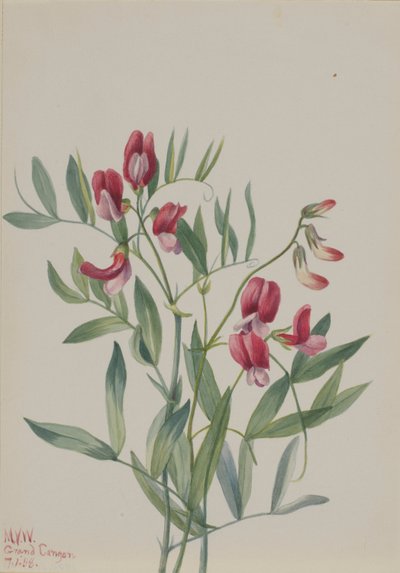 Ervilha brava (Lathyrus decaphyllus) de Mary Vaux Walcott