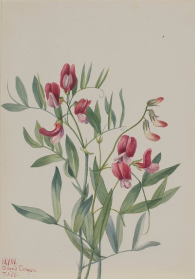 Wild Pea Lathyrus decaphyllus, 1938. de Mary Vaux Walcott