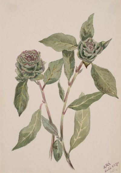Willow Salix, 1900. de Mary Vaux Walcott