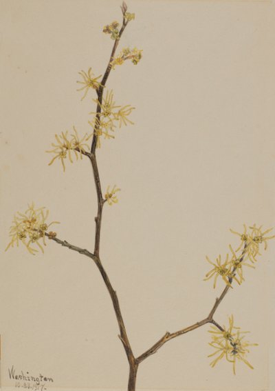 Witch-hazel Hamamelis virginiana, 1917. de Mary Vaux Walcott
