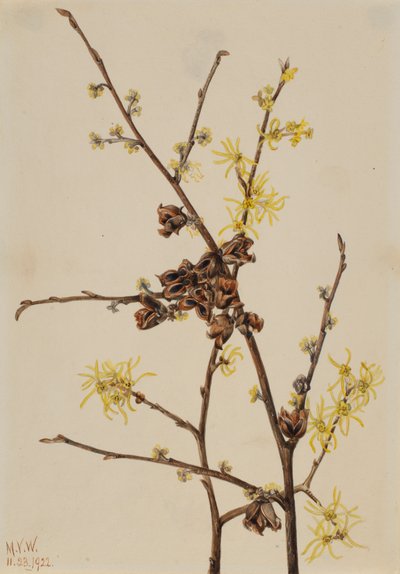 Witch Hazel Hamamelis virginiana, 1922. de Mary Vaux Walcott