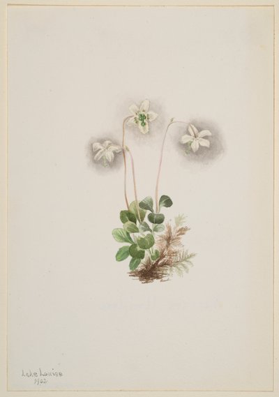 Wood-Ninfa Moneses uniflora, 1902. de Mary Vaux Walcott