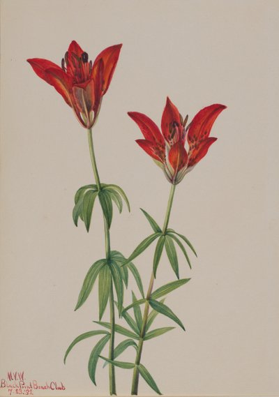 Lírio-da-madeira (Lilium philadelphicum) de Mary Vaux Walcott