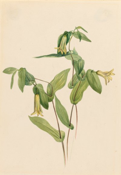 Wood Merrybells Uvularia perfoliata, s.d. de Mary Vaux Walcott