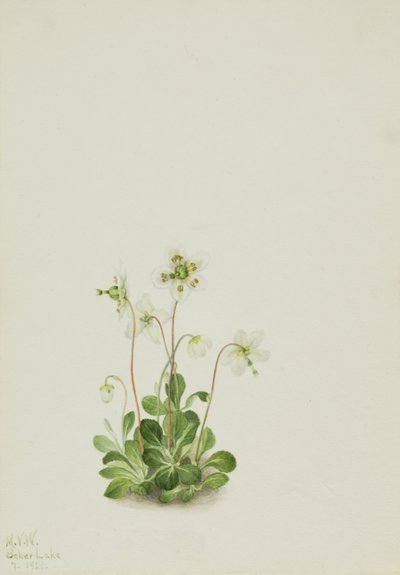 Wood Nymph Moneses uniflora, 1925. de Mary Vaux Walcott