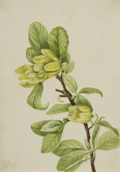 Amarelo Cucumbertree Magnolia cordata, 1922. de Mary Vaux Walcott
