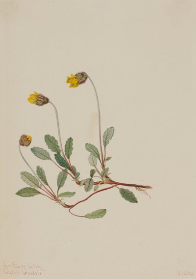 Dryad amarelo (Dryas drummondii) de Mary Vaux Walcott