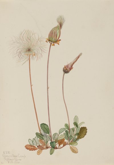 Dryad amarelo (fruto) (Dryas drummondii) de Mary Vaux Walcott
