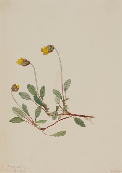 Dríade Amarela Dryas drummondii, 1904. de Mary Vaux Walcott