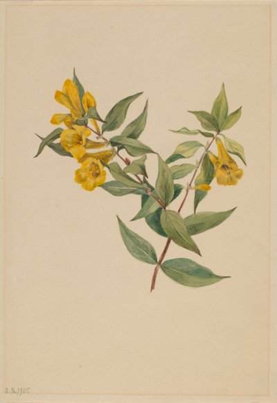 Jessamina amarela (Gelsemium sempervirens) de Mary Vaux Walcott