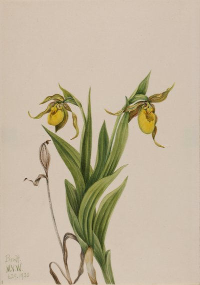 Chupeta amarela (Cypripedium parviflorum) de Mary Vaux Walcott