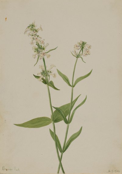 Pentstemon amarelo (Pentstemon confertus) de Mary Vaux Walcott