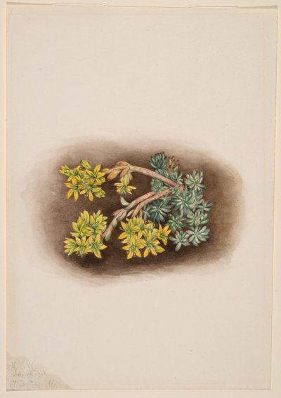 Planta de pedra amarela (Sedum stenopetalum) de Mary Vaux Walcott