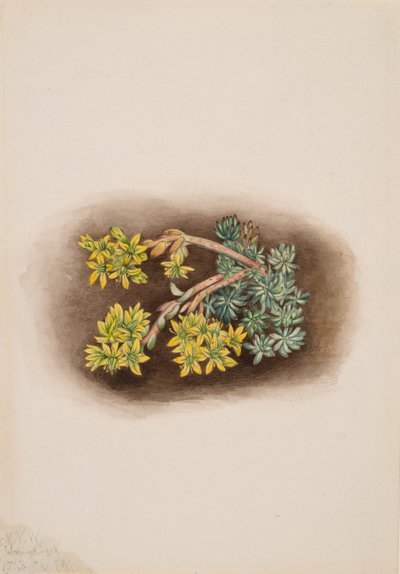 Yellow Stonecrop Sedum stenopetalum, 1922. de Mary Vaux Walcott