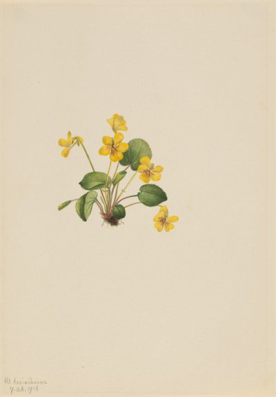Violeta amarela (Viola orbiculata) de Mary Vaux Walcott