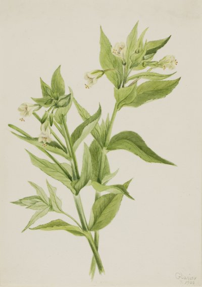 Salgueiro-amarelo (Epilobium lutem) de Mary Vaux Walcott