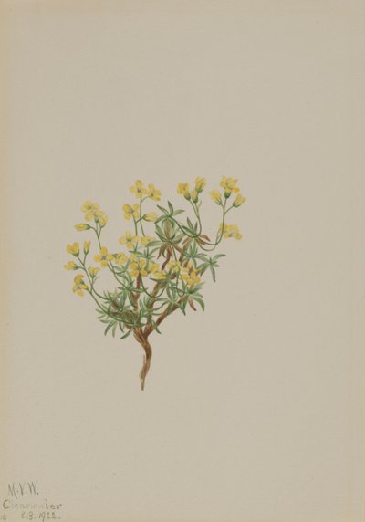 Yellow Willow Grass, 1922. de Mary Vaux Walcott