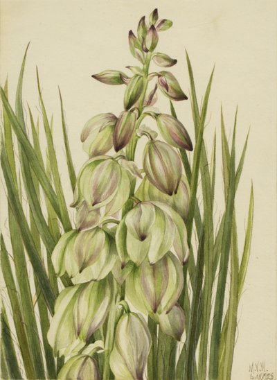 Yucca (Yucca baileyi) de Mary Vaux Walcott