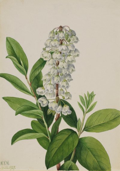 Zenóbia (Zenobia cassinifolia) de Mary Vaux Walcott