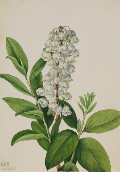Zenobia Zenobia cassinifolia, 1927. de Mary Vaux Walcott