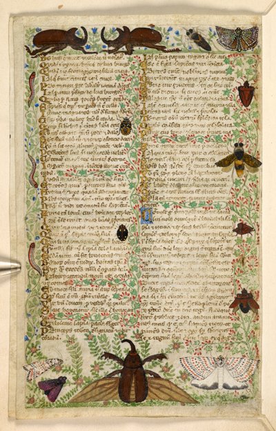 Adicionar. 28841, f.4v: Traças e besouros com chifres, de um Tratado sobre as virtudes e vícios, e uma história em prosa anônima da Sicília (fragmento), c.1330-40 (velino) de Master of the Cocharelli Codex