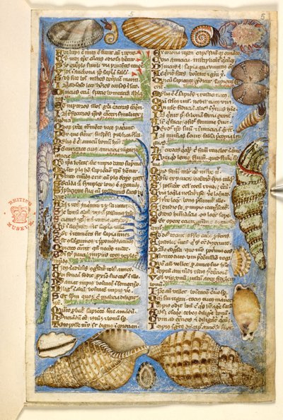 Acrescentar. 28841, f.5: Conchas e criaturas marinhas, de um tratado sobre as virtudes e vícios, e uma história anónima em prosa da Sicília (fragmento), c.1330-40 (vellum) de Master of the Cocharelli Codex