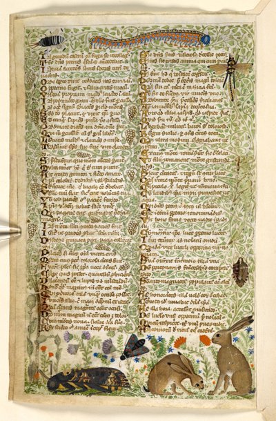 Adicionar. 28841, f.6v: Coelhos e insetos, incluindo uma lagarta, libélula e mariposa, de um Tratado sobre as virtudes e vícios, e uma história em prosa anônima da Sicília (fragmento), c.1330-40 (velino) de Master of the Cocharelli Codex