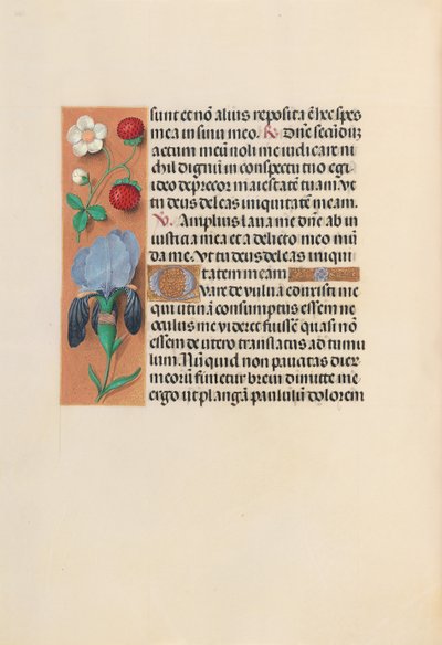 Horas da rainha Isabel, a católica, rainha da Espanha: Fol. 245v, c. 1500. de Master of the First Prayerbook of Maximillian