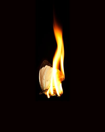 Borboleta Ardente 11, 2013 (impressão Lambda) de Mat Collishaw