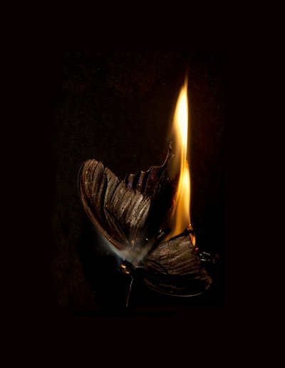 Borboleta Ardente 13, 2013 (impressão Lambda) de Mat Collishaw