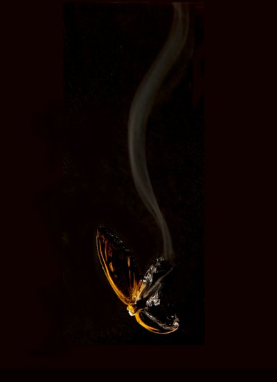 Borboleta Ardente 15, 2013 (impressão Lambda) de Mat Collishaw