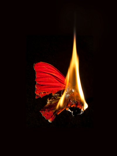 Borboleta Ardente 18, 2013 (impressão Lambda) de Mat Collishaw
