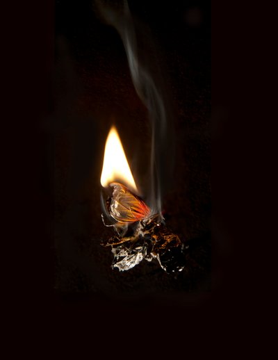 Burning Butterfly 19, 2013 (impressão Lambda) de Mat Collishaw
