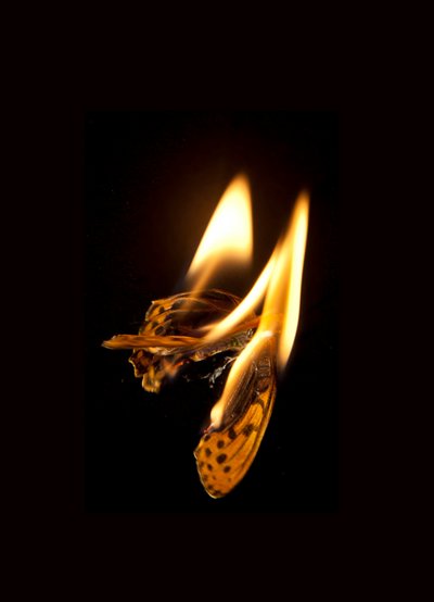 Borboleta Ardente 20, 2013 (impressão Lambda) de Mat Collishaw