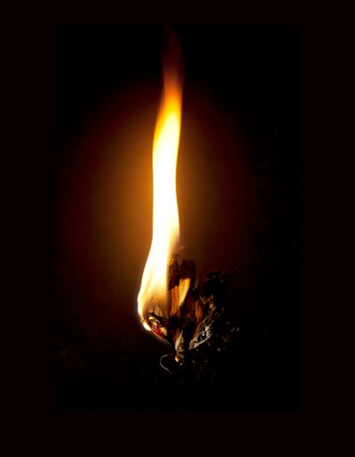 Borboleta Ardente 23, 2013 (impressão Lambda) de Mat Collishaw
