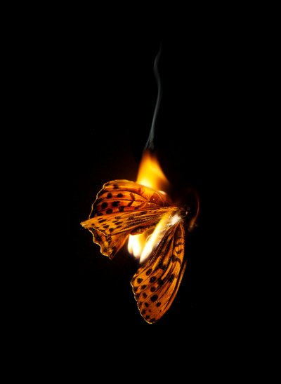 Borboleta Ardente 25, 2013 (impressão Lambda) de Mat Collishaw