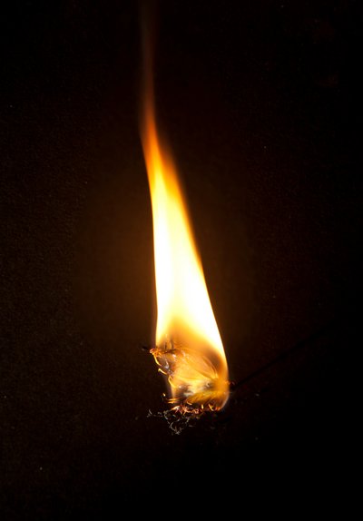 Borboleta Ardente 3, 2013 (impressão Lambda) de Mat Collishaw
