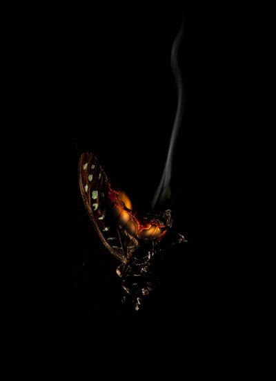 Borboleta Ardente 5, 2013 (impressão Lambda) de Mat Collishaw
