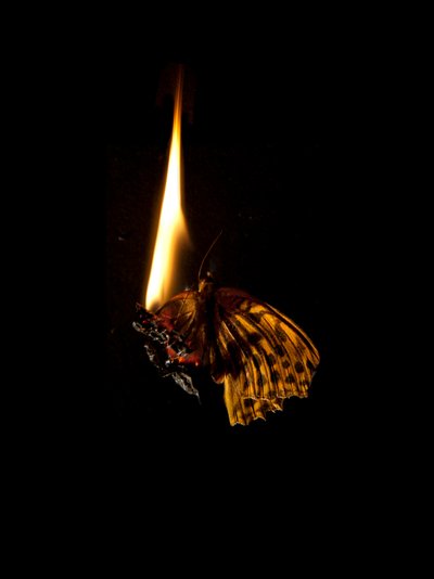 Borboleta Ardente 6, 2013 (impressão Lambda) de Mat Collishaw