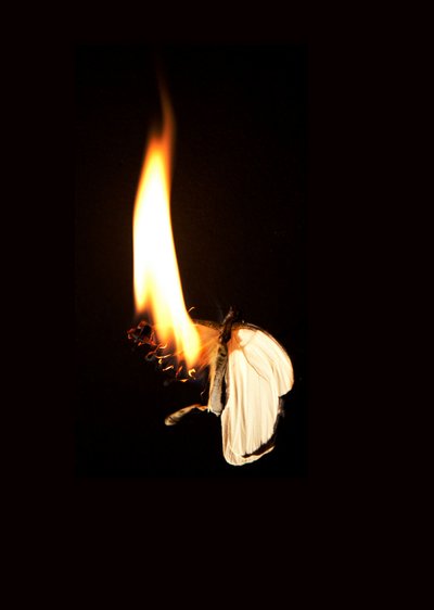 Borboleta Ardente 7, 2013 (impressão Lambda) de Mat Collishaw