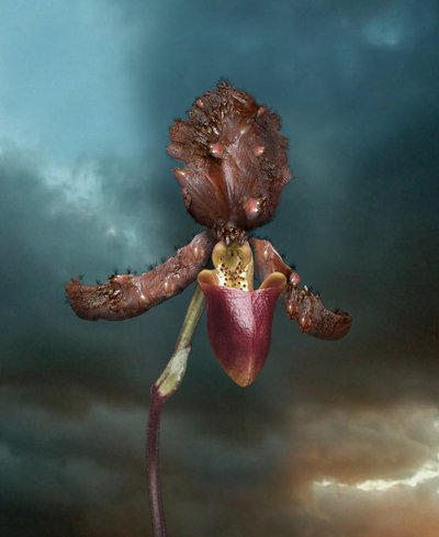 Flores Infecciosas, Orquídea 2, 2005 (impressão tipo C) de Mat Collishaw