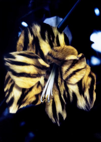 Lírio de pele de tigre de Mat Collishaw