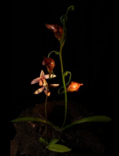 Musa Venal, Lafage, 2012 (Resina, tinta de esmalte, madeira, vidro, aço) de Mat Collishaw