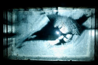 Wormery, 2009 (Madeira, vidro, aço, projetor e leitor) de Mat Collishaw