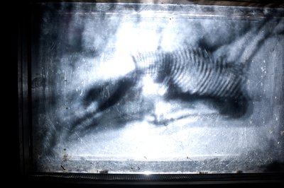 Wormery, 2009 (Madeira, vidro, aço, projetor e leitor) de Mat Collishaw