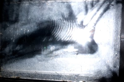 Wormery, 2009 (Madeira, vidro, aço, projetor e leitor) de Mat Collishaw